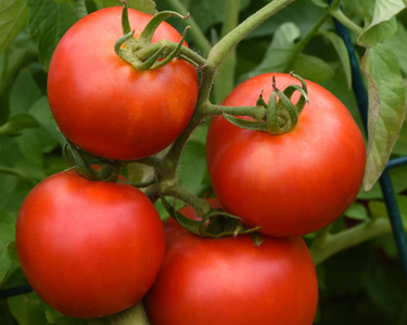 Early Girl Hybrid Tomato Seeds